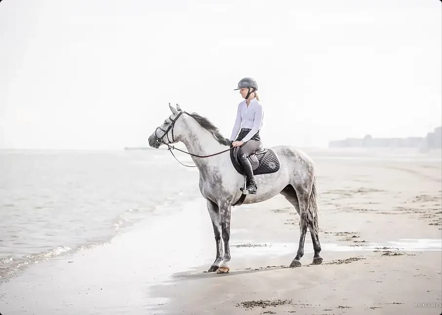 Stellium Sporthorses