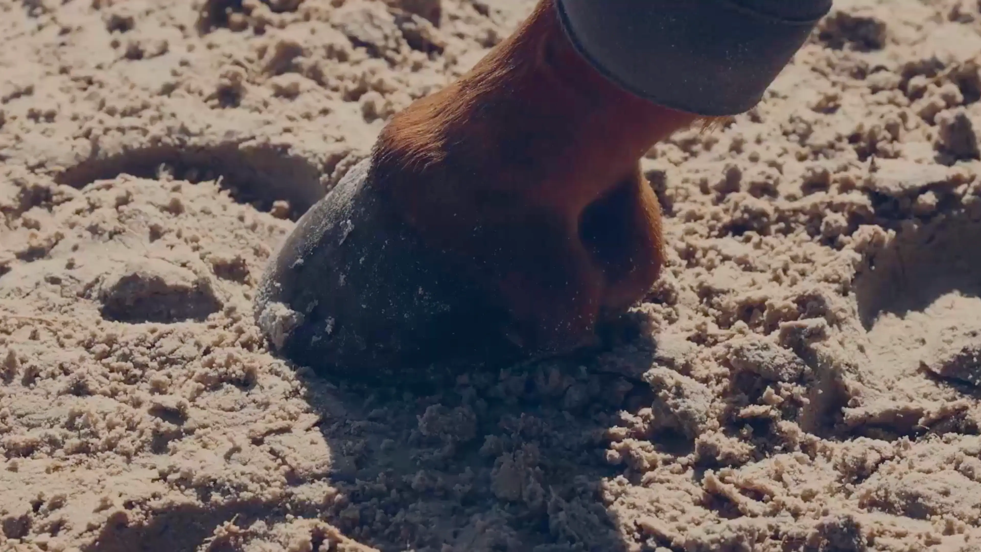 A horse’s hoof pressing into Noviun’s arena footing