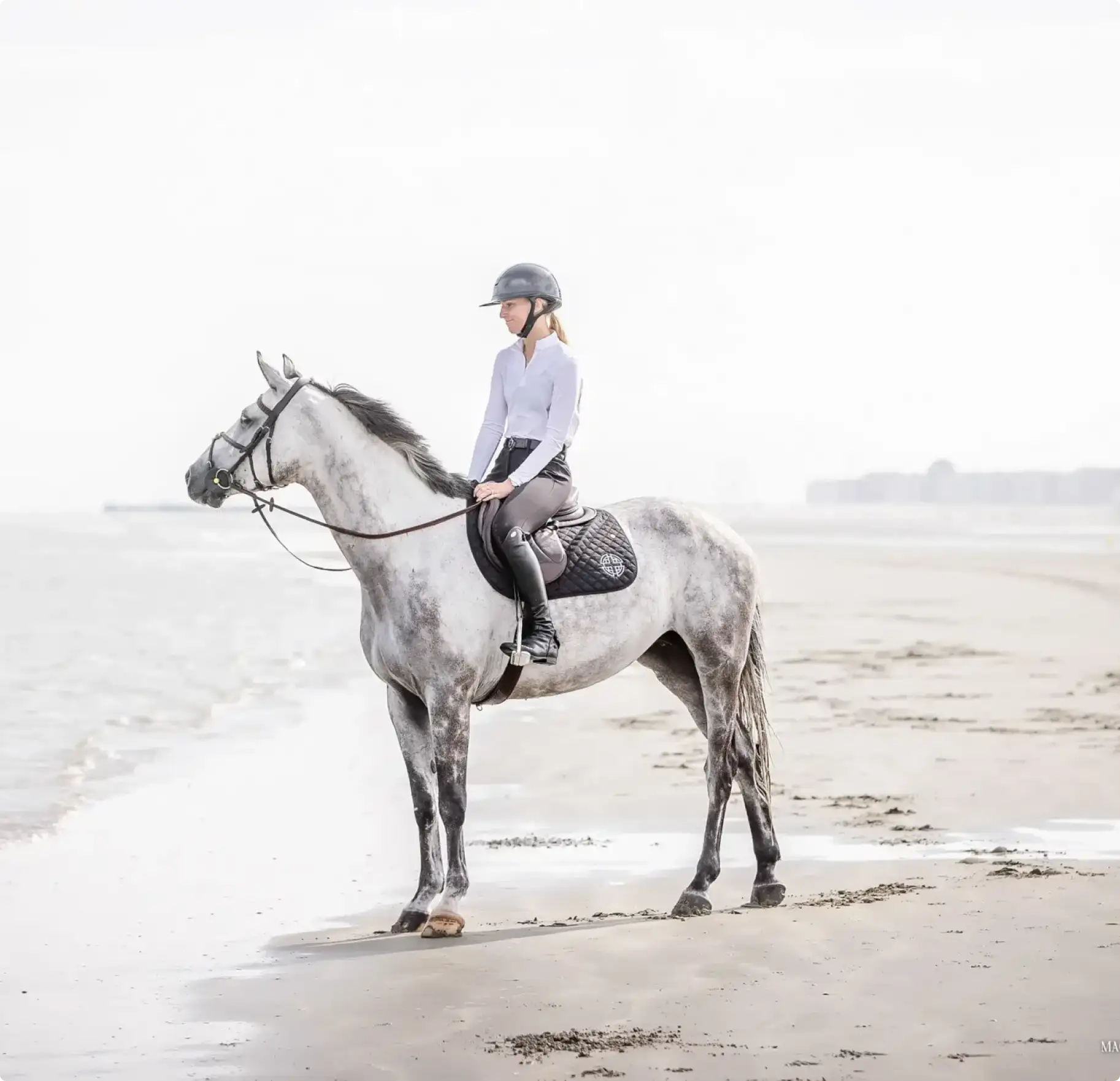 Stellium Sporthorses